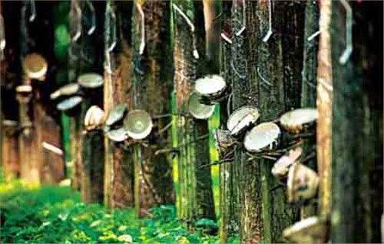 天然橡膠,橡膠樹