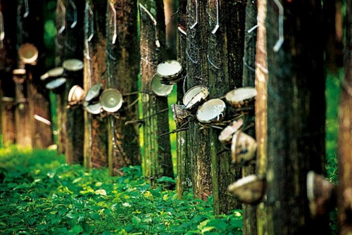 泰國(guó) 越南橡膠樹(shù)